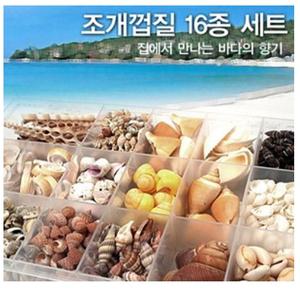 조개껍데기16종 EDU-35255