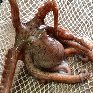 [롯데백화점]오초록 [바다담음] 통영 자연산 돌문어 1kg(1-5마리)