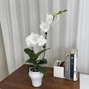 호접란 긴개화기간 우아한수형 고급 집들이선물 개업화분 식재세트 화사 홈가드닝 식물키우기 꽃