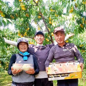 햇사레 감곡 복숭아 황도 고당도 4.5kg 14~16과 7118429