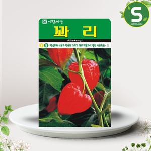 꽈리씨앗 50립 꽈리 꽃씨앗 꽃씨 야생화