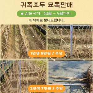 장흥 귀족호도 귀족호두나무 묘목 1년생/2년생(1주)
