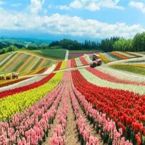 [청주][특급 소운가쿠그랜드숙박] 북해도/푸른연못+흰수염폭포/후라노/비에이/타키노레이엔 4일