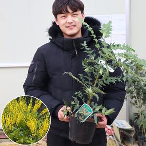뿔남천나무 묘목 윈터썬 카바레 6치포트묘 조경수 주택정원수 꽃화분 원예 가드닝
