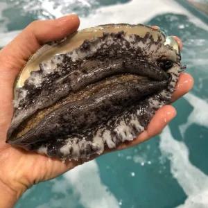 국산 완도 활전복 대 13~15미 1kg 전복 /산소포장/손질용 솔 포함
