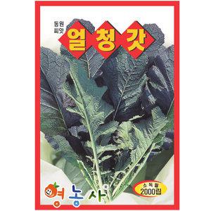 얼청갓씨앗 [2000립] 반청갓씨앗 적갓씨 갓씨 갓씨앗
