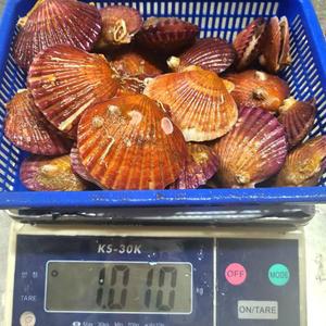 통영 제철 비단 홍가리비 특 8kg 192미 내외 조개구이 찜