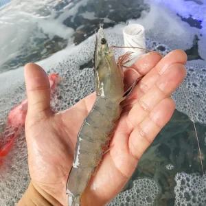 청정해역 신안 산지 제철 자연산 활 대하 새우 500g 23미내외