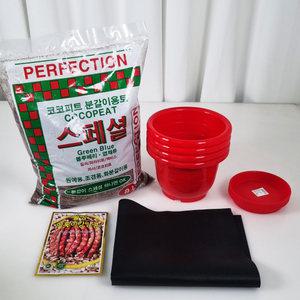 강낭콩키우기 재배세트 4인세트 레드