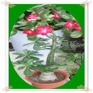 사막의장미/석화/아데니움/미니바오밥나무/Adenium obesum/중대품/다육식물/꽃화분/플랜테리어