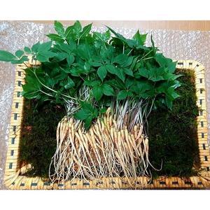 국내 유일 유황 새싹삼(중) 25cm 내외 50뿌리