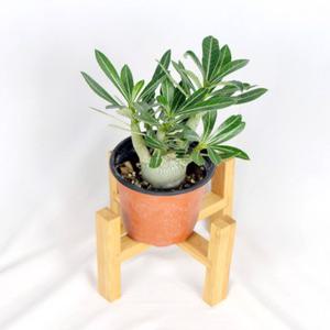 서비내 미니석화 adenium multiflorum 사막의장미 인테리어 반려식물 플랜테리어 이국적인식물