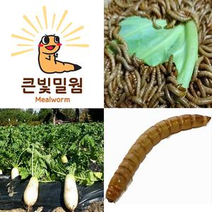 밀웜 햄스터 도마뱀 먹이 25마리부터 500마리 소량 대량 판매