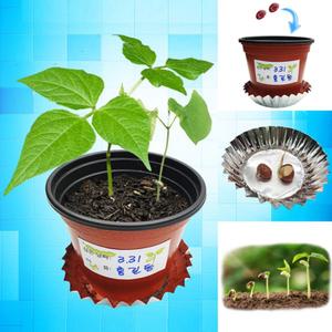 씨앗 키우기 강낭콩 화분 식물 발아 성장 조건 한살이 관찰기록