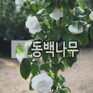 백동백나무 묘목 겹꽃 키40cm 포트묘