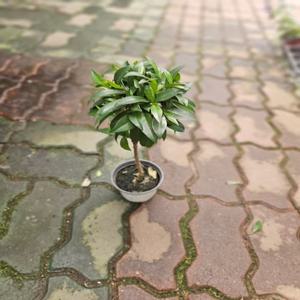 피어리스나무 외목대 조경수 소품 30-50cm 69