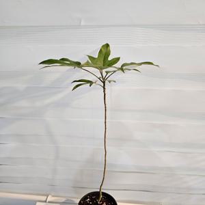 식물공장 황칠나무 중품 외목대 50-80cm 99