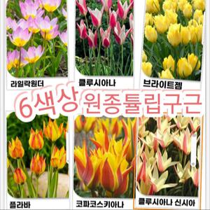원종튤립구근 6색혼합 20개묶음/매년 퇴화하지않고 번식하는 튤립꽃