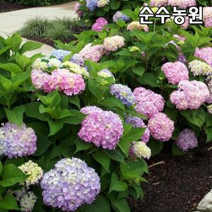 정원수국나무 묘목, 엔들레스썸머 오리지널 포트/꽃나무