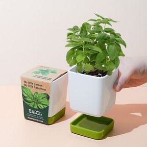 아이방꾸미기 화분 컬러물받침 허브 바질키우기 세트