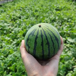 경북 맛있는 고당도 미니 애플수박 2입-3입 (중과총 1.8kg이상) 수박 6949497