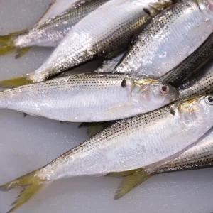 국내산 구이용 제철 전어 500g 5-10미