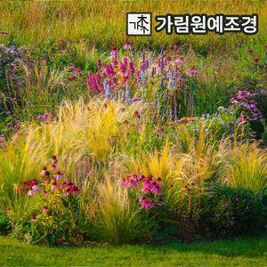 그라스 억새류 모음전 팜파스 홍띠 수크렁 털수염풀 핑크뮬리 가림원예조경