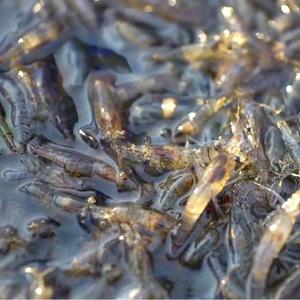 국내산 민물새우 500g 냉동 섬진강 자연산 새뱅이 토하 생새우