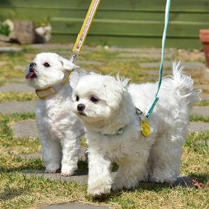 강아지리드줄 레이스원단 어깨걸이 허리걸이 가능 2.5m