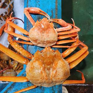 러시아 타이탄크랩 2.5kg 2미 수율 90% 자숙 활 선택가능