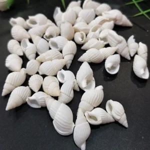 천연 조개껍질 미니 화이트 고동 약100g 대용량 장식품 소라 비즈공예 불가사리 레진 껍데기 열대어용품 인