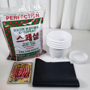 강낭콩키우기 재배세트 4인세트 화이트