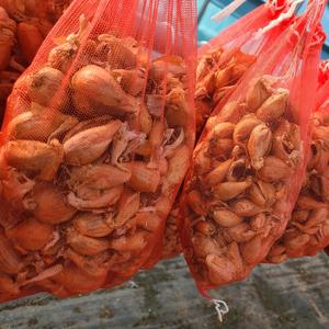 쪽파종구(1Kg 쪽파씨) (국내산 서산쪽파)