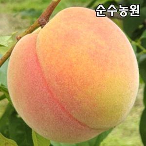 복숭아나무 묘목, 황도(중생황도) 접목1년 뿌리묘 1개/유실수/과실수