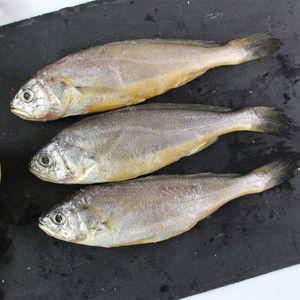 [제주직송] 제주 참조기 (중) 20마리(4팩)