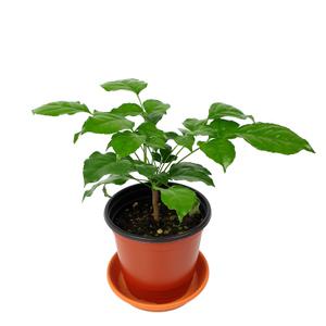 공기정화 식물 허브 키우기 녹보수 10cm