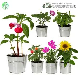 그로우캔 6종 / 새싹기르기 화분재배 패랭이꽃 스위트바질 봉선화 방울토마토 미니해바라기 나팔꽃 키우기