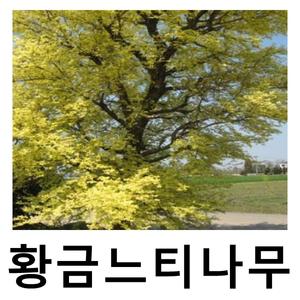황금느티나무 묘목 접목1년
