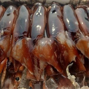국내산 생물 오징어 1kg