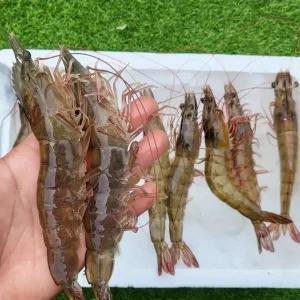청정해역 신안 산지직송 제철 자연산 활 대하 새우 1kg 32미내외