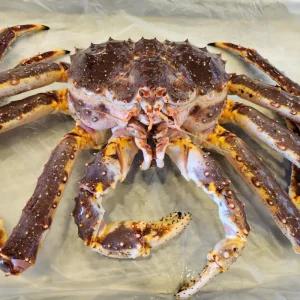 싱싱햇 북해도 활킹크랩 생물 레드킹크랩 1.5kg