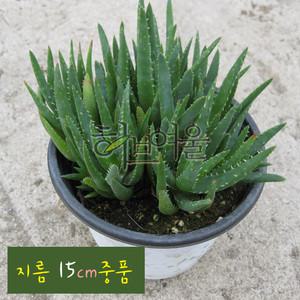 [허브여울다육] 미니알로에 (전자파방지 공기정화 실내인테리어화분) 지름 15cm 중품 다육화분 (상토만사용)