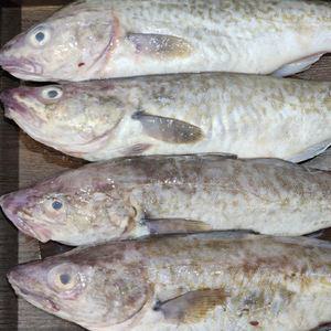삼척 자연산 생대구 3kg 3-6미내외 생물대구 알 곤