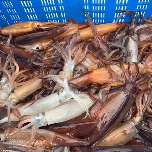 원양산 급냉 오징어 1.5kg 12-21미 내외
