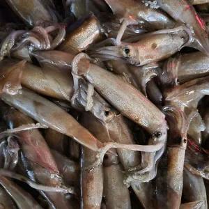 동해안 생물 오징어 1kg(7~12미)