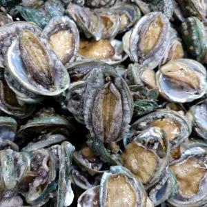 완도 참 꼬마전복 2kg(80-120미) 깡전복