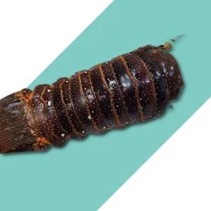스파이니 랍스터 테일 5미 랍스터테일 랍스터꼬리 바닷가재 바다가재 냉동