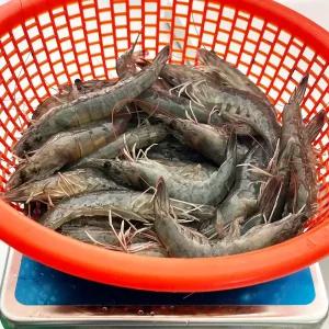 국산 새우 1kg 흰다리 새우 제철 생물 급냉 왕 생 대하