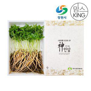 [창원몰]잎인삼파크 새싹삼 대(24CM이상) 50뿌리 선물세트
