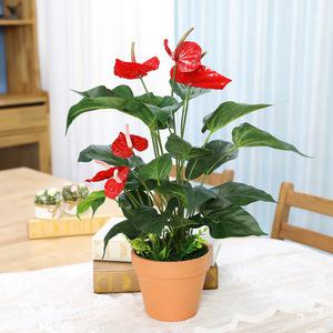 인테리어 인조나무 조화 화분 토분 안시리움 58cm